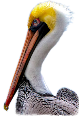 pelicans roster 2021